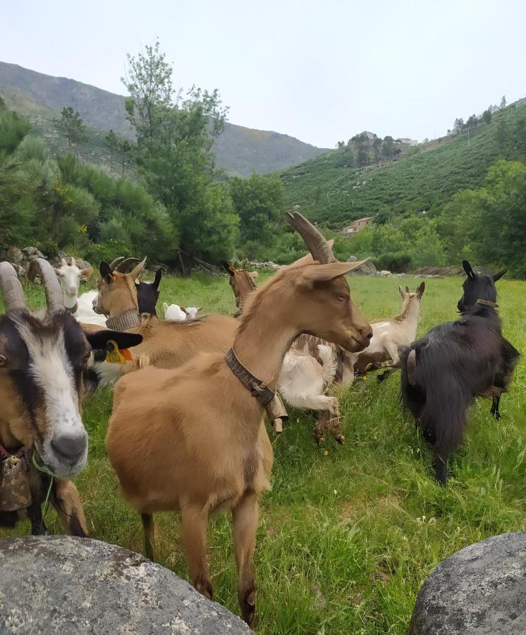 Abrigo Do Cabecinho - Serra Da Estrela Cortes do Meio Exterior foto